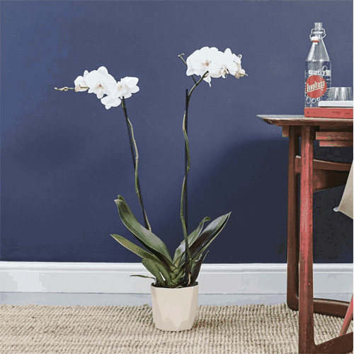 1-textes Décorations d'interieures