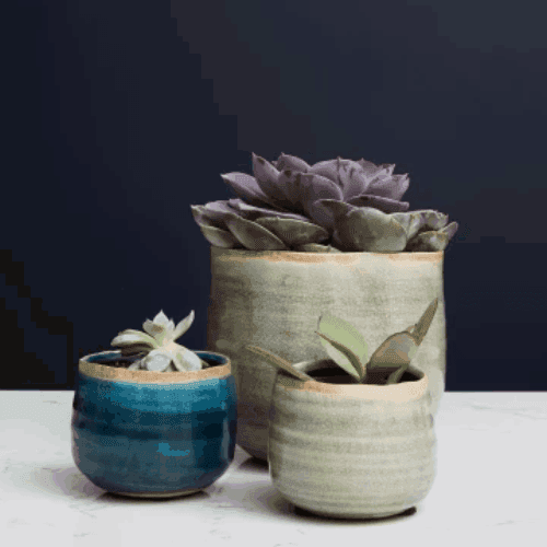 Plantes d'interieures