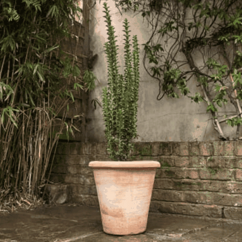 Plantes d'exterieures